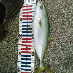 ボラにサバにハマチ！